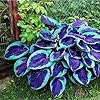 Mixrug 285+ Hostas Seeds Dark Blue for Planting-Hostas Seeds Blue Perennials- Rare Hosta Seed Midnight Blue Plants Non-GMO Heirloom for Outside Garden Home #5