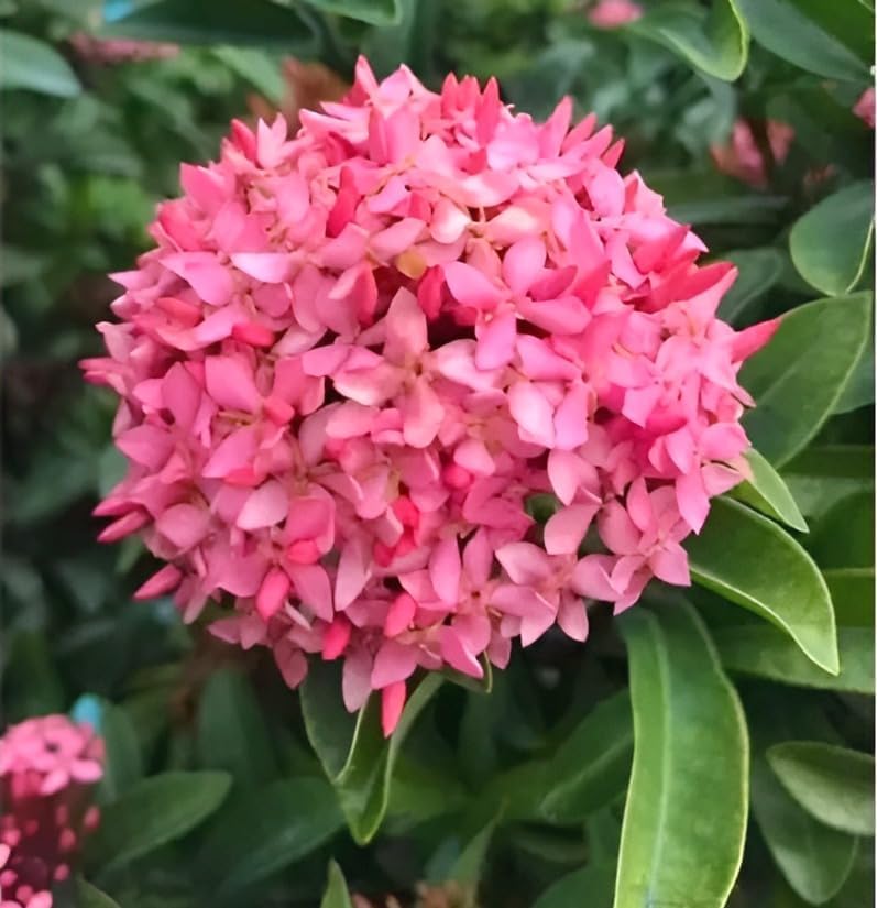 Image of Most Beautiful Fragrange Hybride inch Flower inchTree Plant Pack of 1|| For Home Garden Outdoor Live Flower Tree Plant (Pink Rangon)