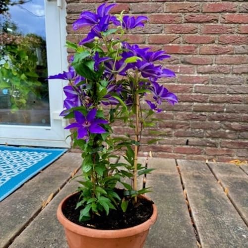Clematis The President - Kletterpflanze Waldrebe | 1 Pflanze winterhart - Klematis mehrjährige...