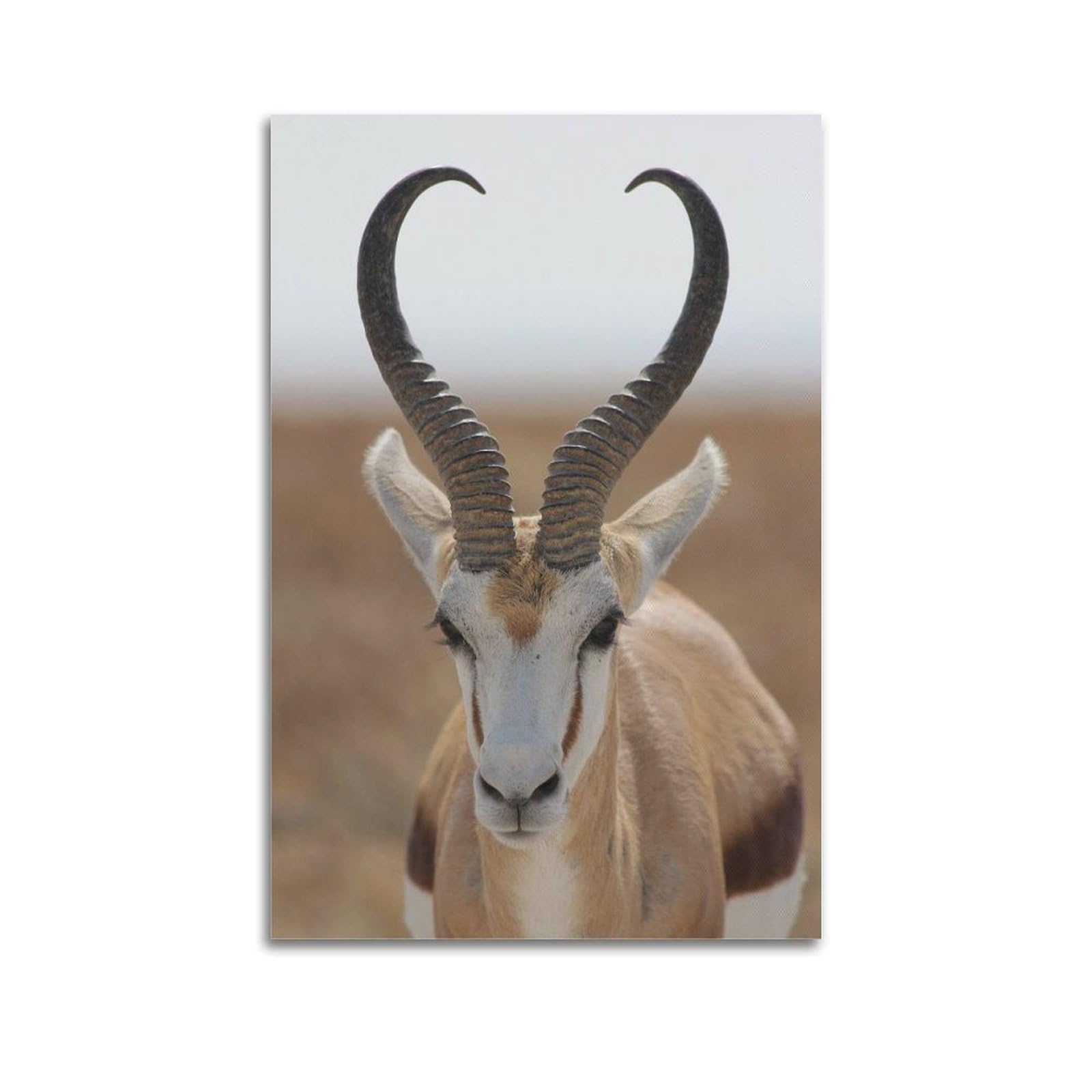 Xkuga Boys Unframe-Style African Savannah Wildlife Poster Nature Vintage Springbok Modern Decorative Canvas Prints - Ideal Wall Art For Family, Man Cave, Game Room, & Girls Bedroom 20X30inch(50X75cm)