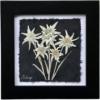 REAL White Edelweiss Pressed Flower Framed Picture, Black Frame