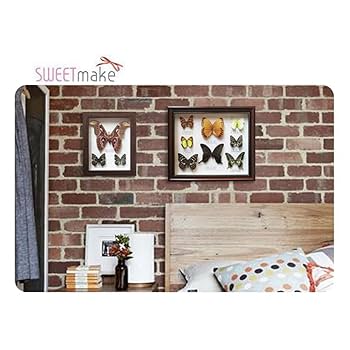 Mori出品 立体標本5点 Amazon.co.jp: 昆虫標本、絶妙な蝶標本展示、本物の額入り蝶剥製