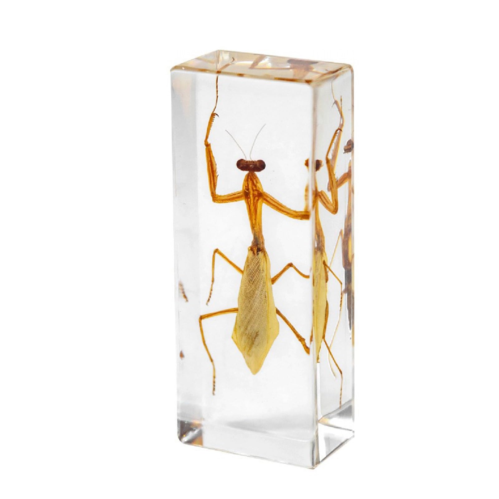 ALMASI Insect specimens,Real Specimens of Various Insect Made of Resin, Used for Science Classroom Science Education Animal Specimens, Bug Preserved,Oddities, Biology(Mantis)