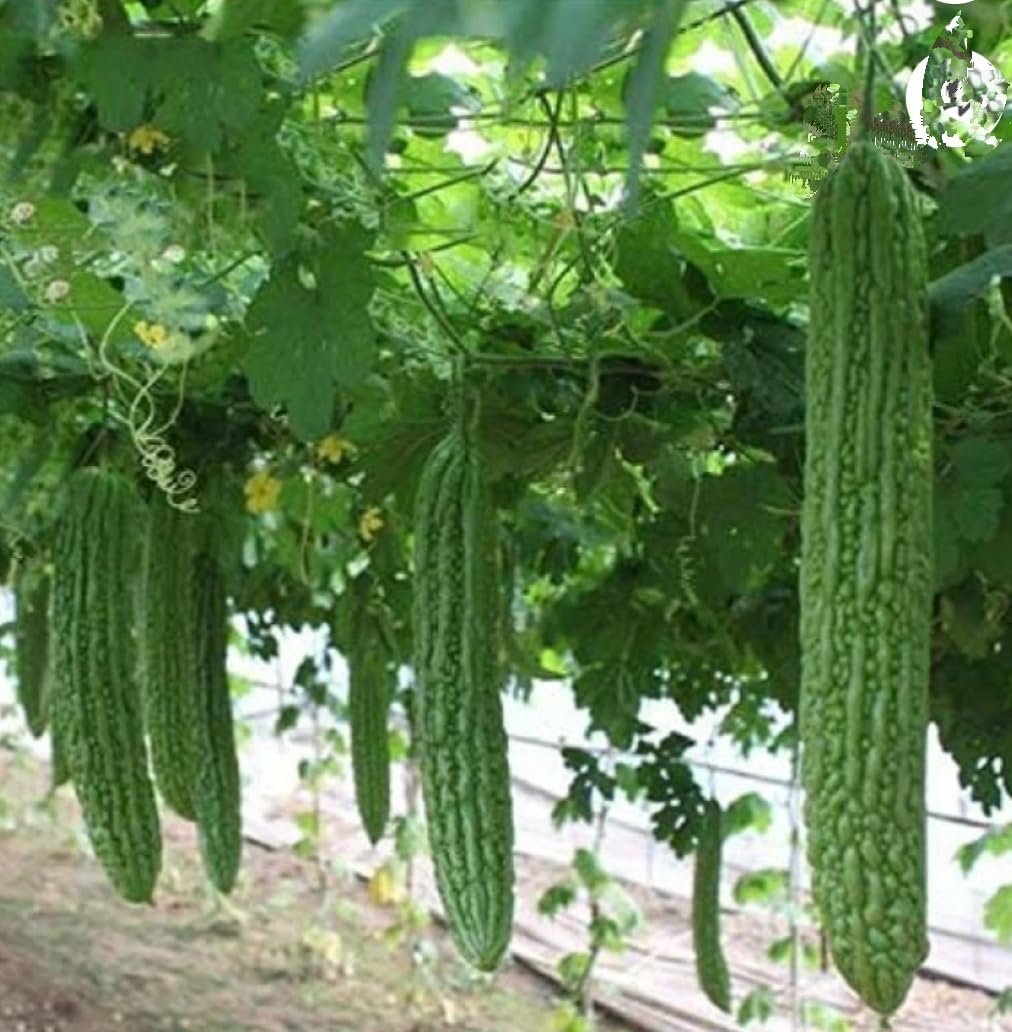 kakarakaya, plant seeds also known as bitter gourd or bitter melon,help  lower blood sugar levels, making it a popular remedy for diabetes.  Digestive Health rich in fiber, 150 seedspack : Amazon.in: Garden