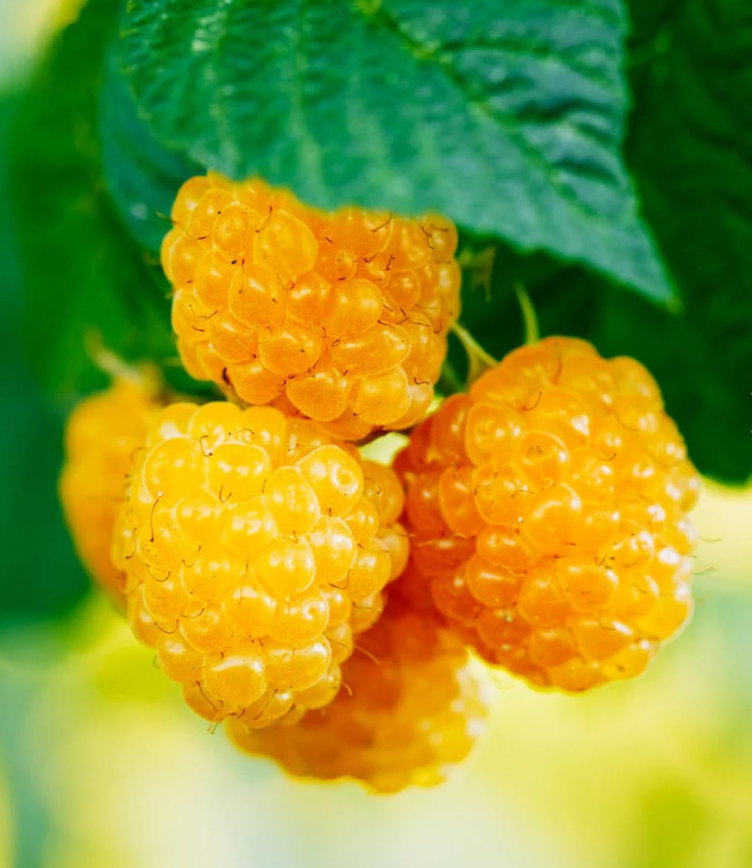 Anne Raspberry Plant – Live Yellow Raspberry Bush in 3"x 6" Pot, High-Yield, Sweet & Juicy Golden Berries, Ideal for Home Gardens, Easy to Grow – Prized Prunus Rubus Cultivar