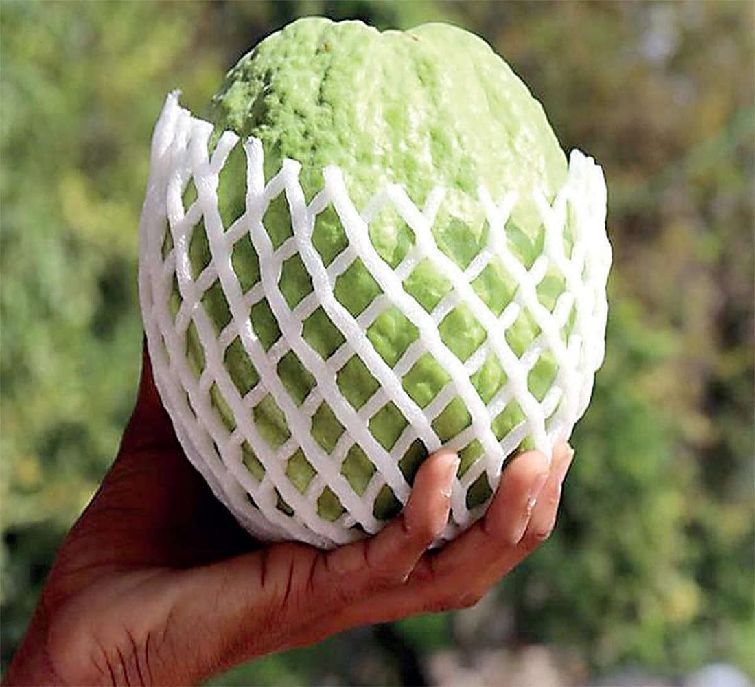 Traders Rare Big Size Amrud Fruit KG Guava Tree Expensive Apple Guava 1 Live Berry Outdoor Garden Plant(1 Healthy Live Plant with polybag)