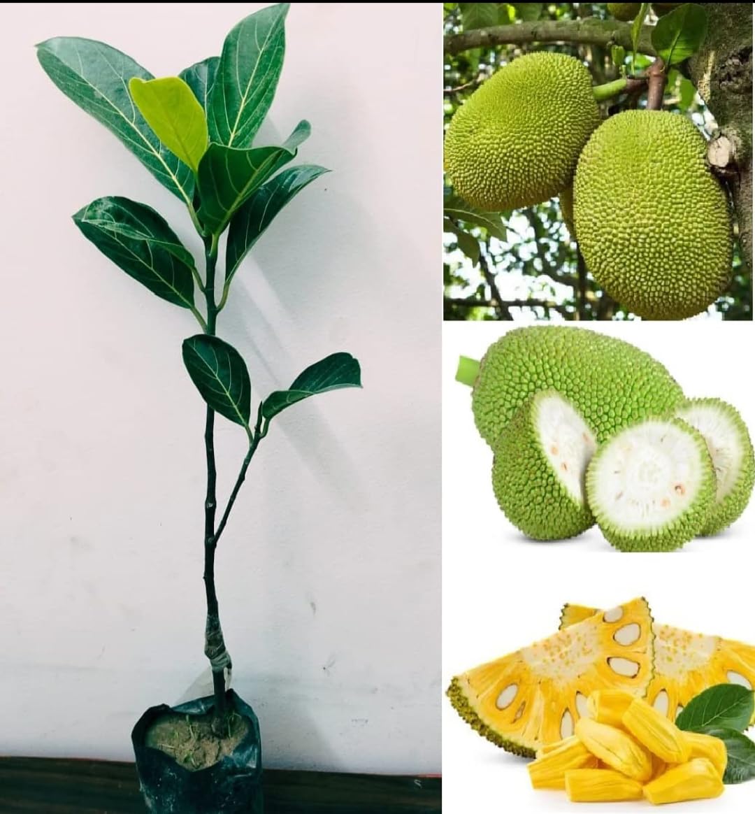 THE PLANT BAZAR : All time Pink jackfruit Xotic fruits live plant (Plant Height 1.5 ft/2 ft) All India Weather suitable Fruit After 1 Year. (B0D9FGMBFL) Amazon Price History, Amazon Price Tracker