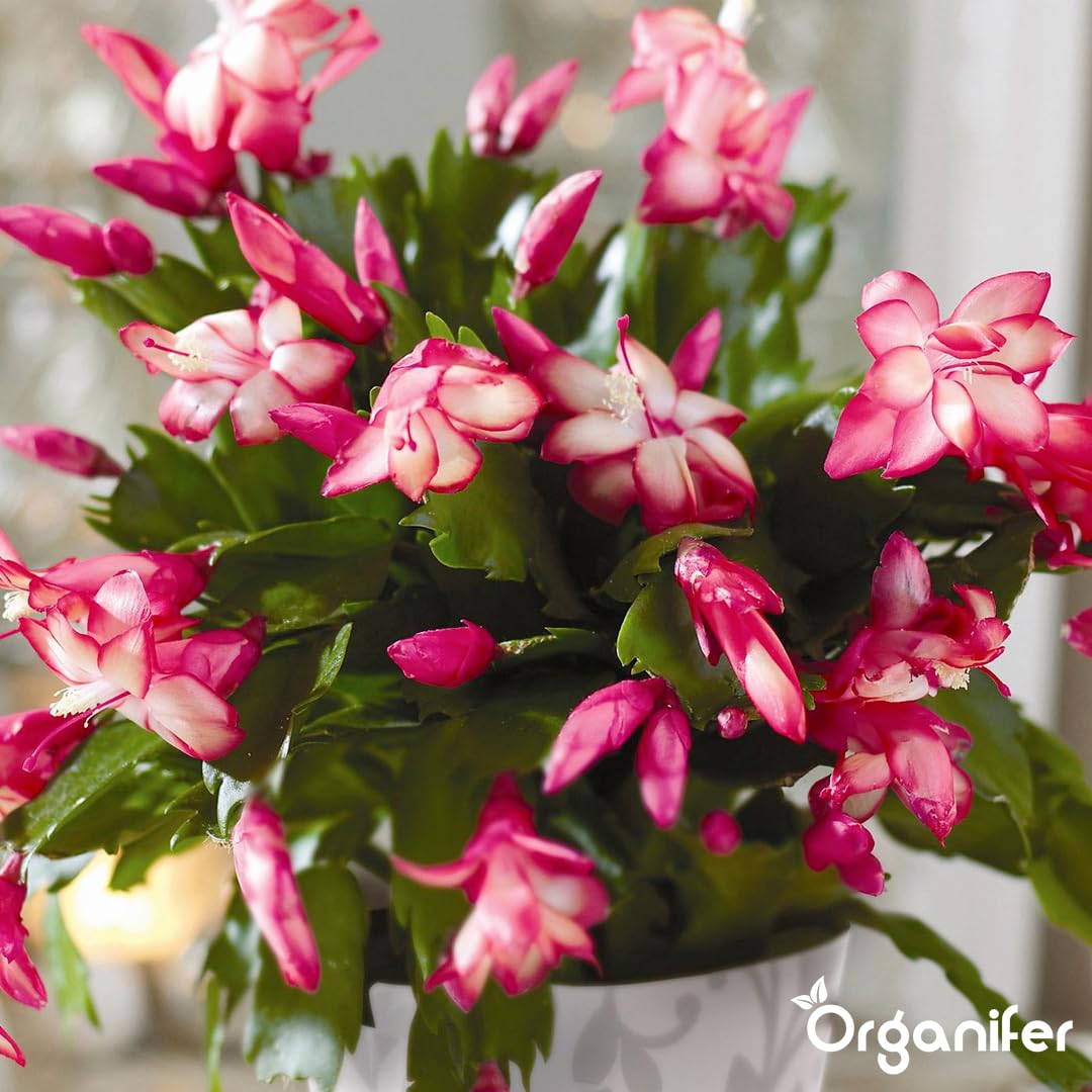 Weihnachtskaktus Flüssigdünger, 3L, Organisch, für Schlumbergera, Winterblüte, Vinassefrei