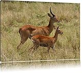 100% Fabriqué en Allemagne Gazelle dorcas avec les jeunes Toile, XXL photos complètement encadrée avec de grandes images de coin, art impression sur la photo murale avec cadre, moins cher que la peinture ou une peinture à l\'huile, pas une affiche ou bannière
