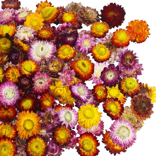 CITYES 60 Pcs Natural Dried Daisy Flowers Heads...