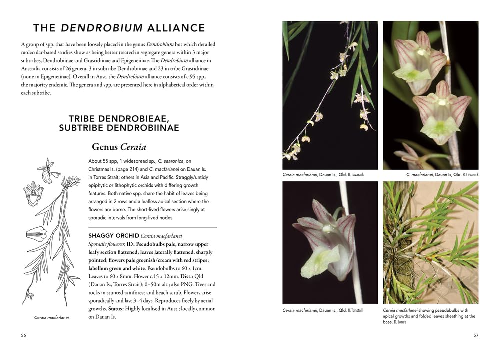 'Field Guide to Australian Orchids - Epiphytes: including the island territories