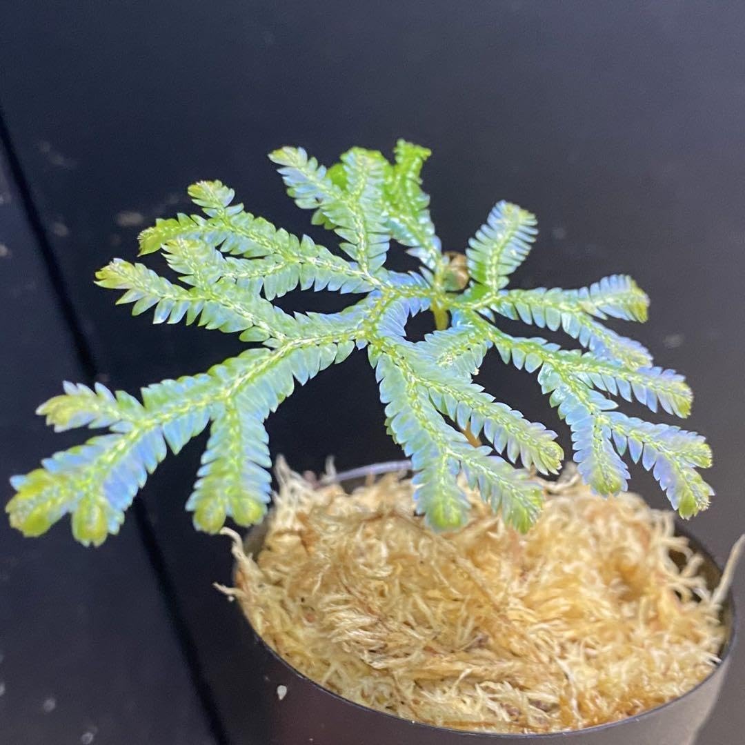 ゼラギネラ　サイアメンシス 極美】selaginella siamensis ◇セラギネラ サイアメンシス