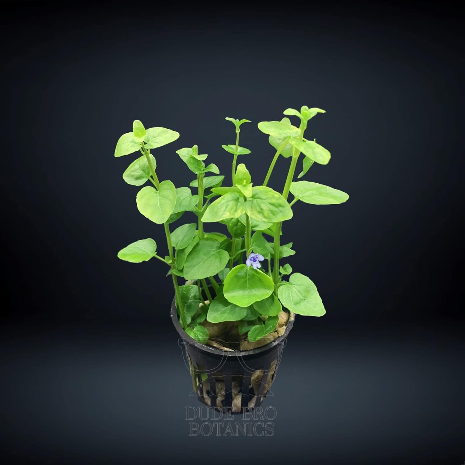Creeping Mint Charlie Micromeria Brownei ShrubPlants, Water Decorative Fish Tank Creeping Mint Charlie Micromeria Brownei ShrubPlants, Water Decorative Fish Tank