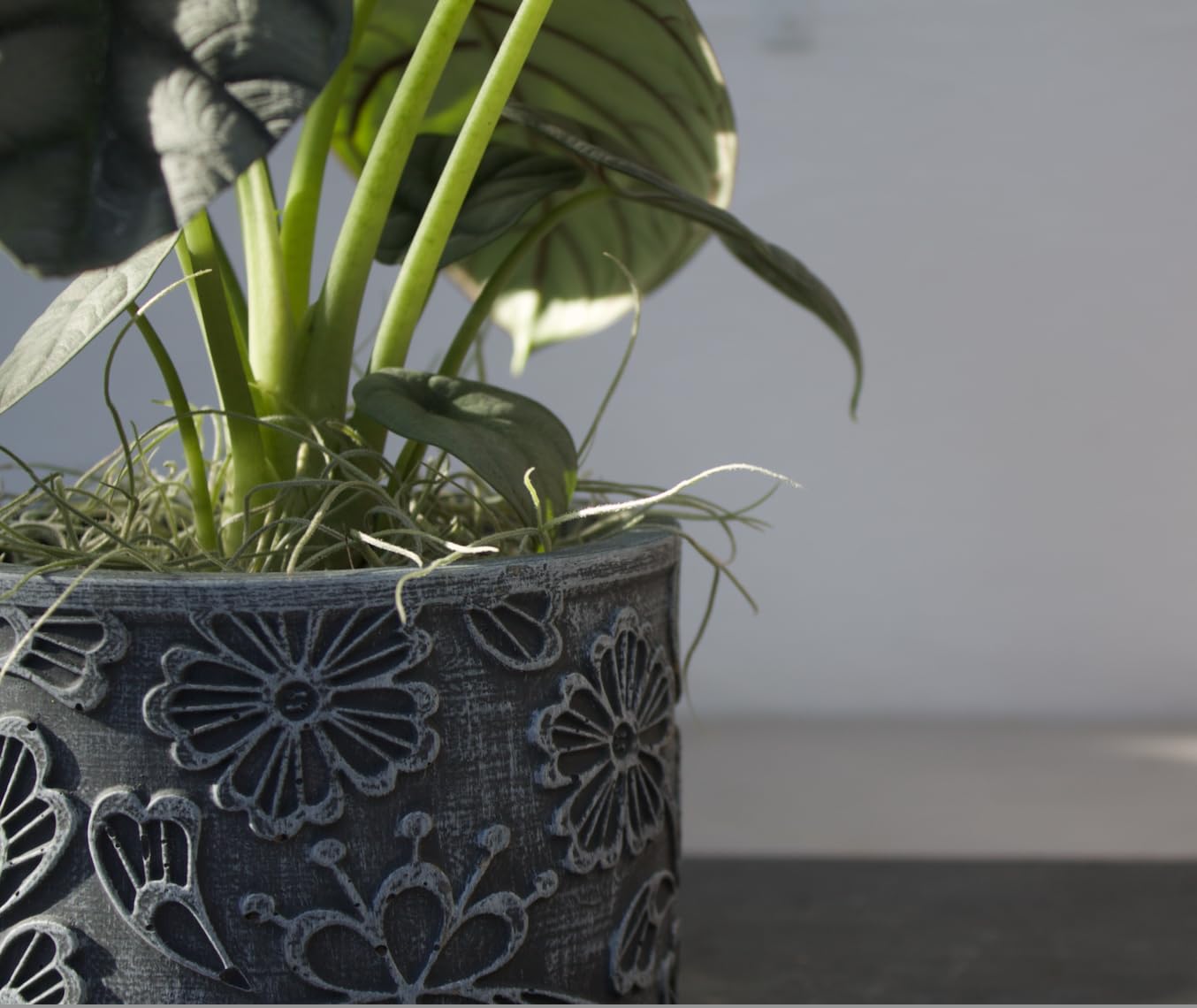 •alocasia, in confezione naturale con tillandsia verde, misure cm 15x15x35h, su vaso di pietra Le misure possono variare di 1/2 cm, a seconda dell'apertura delle piante