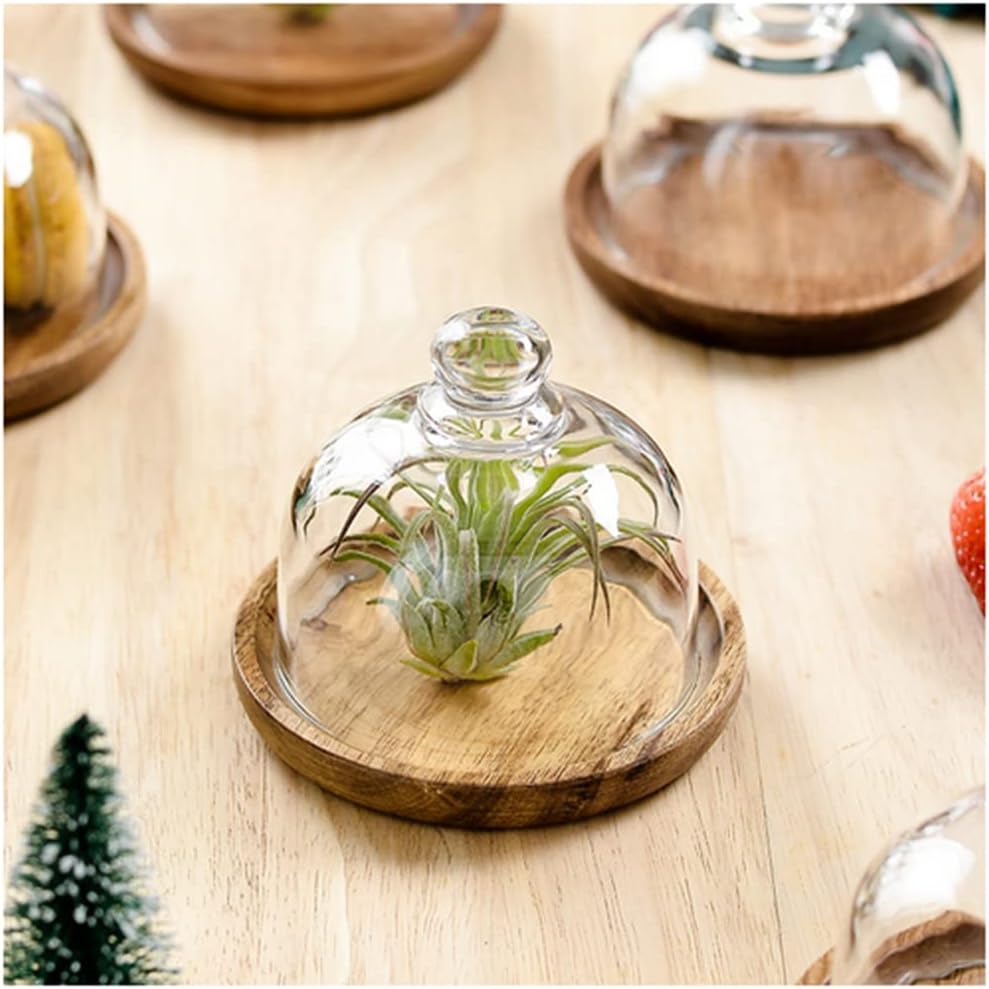 2 Pack Glass Dome with Wooden Base Mini Cheese Plant Platter Dessert image 5