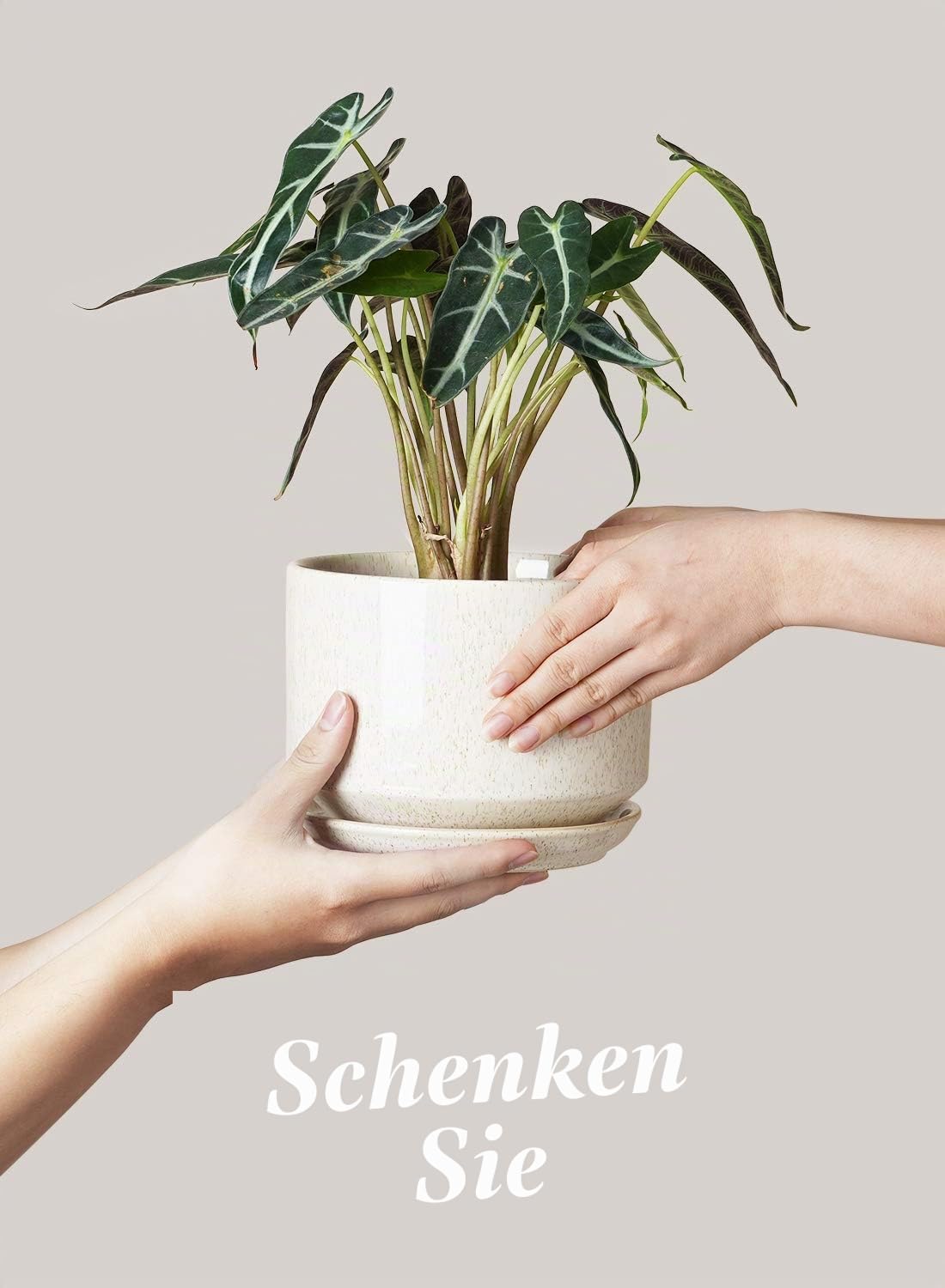 LE TAUCI Keramik Blumentopfe, 11+13+17 cm Durchmesser Klein Übertöpfe Set, Blumentopf für Zimmerpflanzen mit Untersetzer und Abflussloch, 3er Pack, Reaktive Glasur Beige