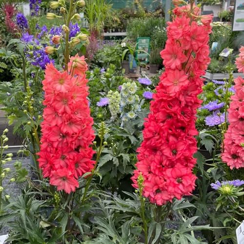 semi resistenti del delphinium, delphinium all'esterno, decorazioni da balcone resistenti, Decorazione 25pcs