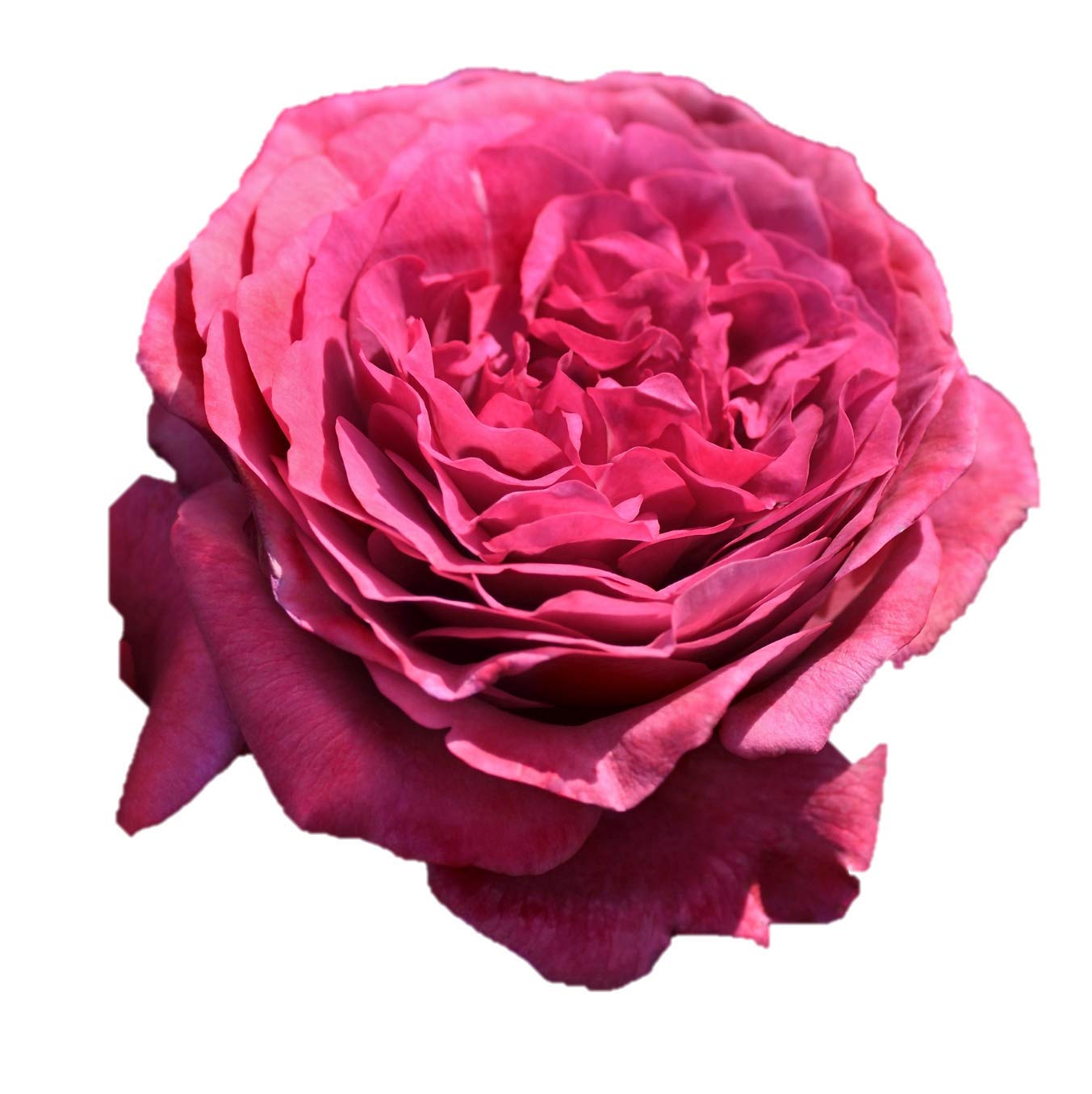 バラ苗 バルバパパ イヴ系 接木新苗 強香 入手困難5号鉢 薔薇 苗