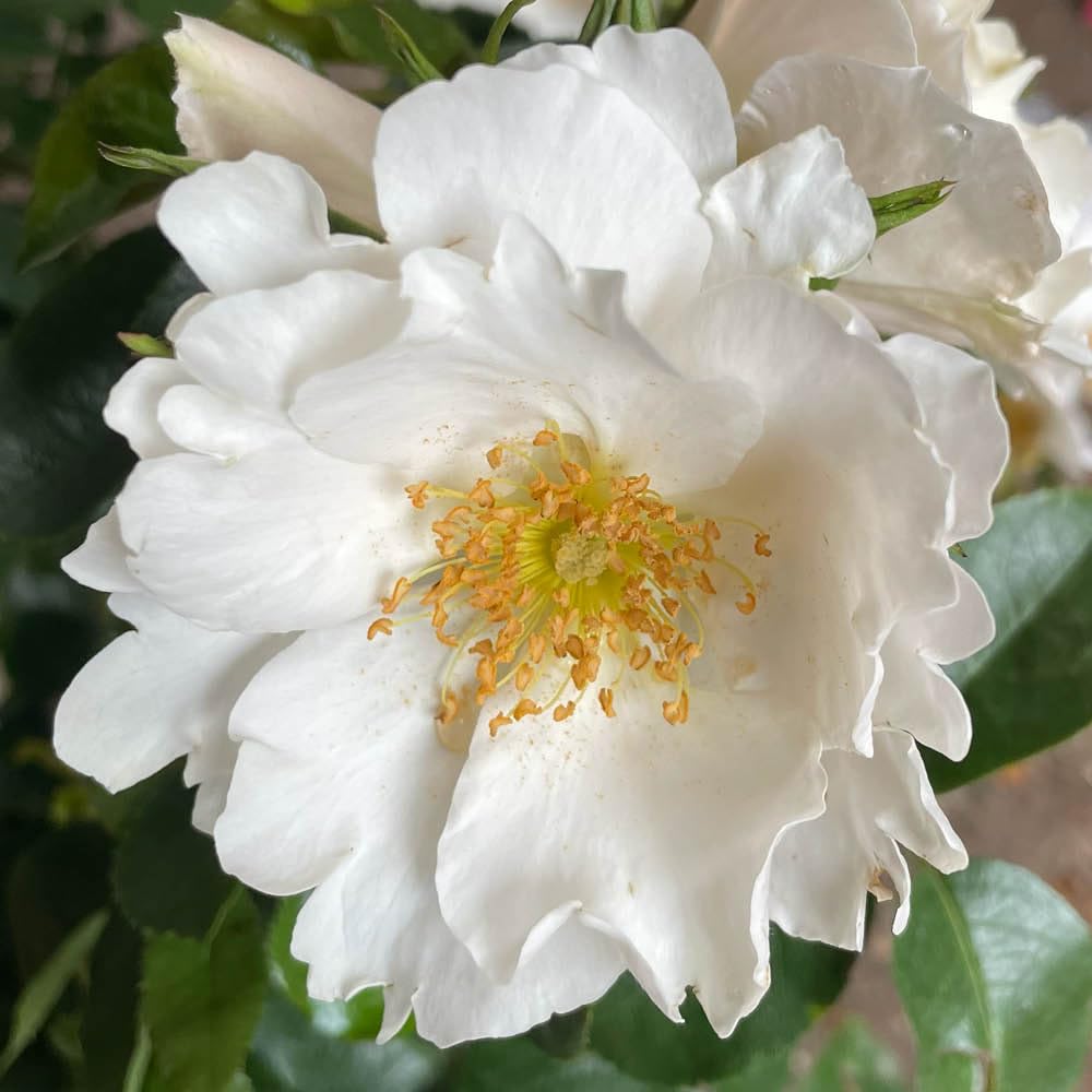 YouGarden Harkness Roses Ronald's Rose, White Shrub, Established 4 Litre Pot, Ready To Plant Garden Colour