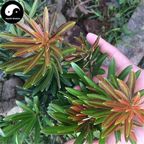 Kaufen groblttrige steineibe Baumsamen 30pcs Pflanze Podocarpus Baum Luo  Han Song : Amazon.de: Garten