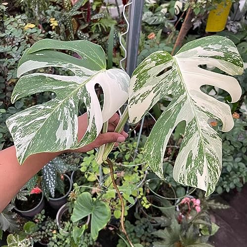 100 Stukken Monstera Frön - Monstera Variegata - Gröna Växter, Krukväxter Härdiga Utomhus (Monstera Deliciosa) Ekologiska Frön, Extremt Tåliga Containerväxter Monstera Plant Real Höstdekoration,