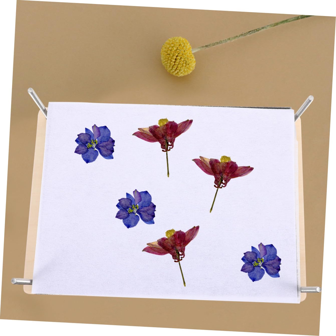 PRETYZOOM Kit de Prensa de Plantas y Flores Grande Profesional con Placas Reutilizables Herramientas DIY para Especímenes Manualidades y Decoración para Familia y Regalo Creativo