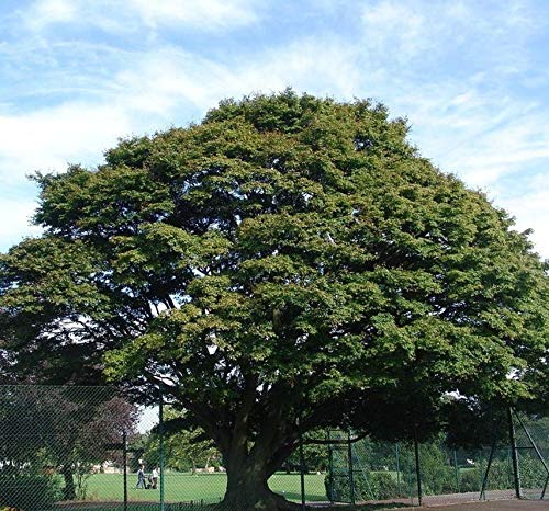 NurseryNature Ashoka Tree (Round) Plants 3 ft : Amazon.in: Garden ...