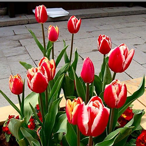 Miniatura 5 de Lote de 10 bombillas de tulipán de colores mezclados, recién importados de Holanda