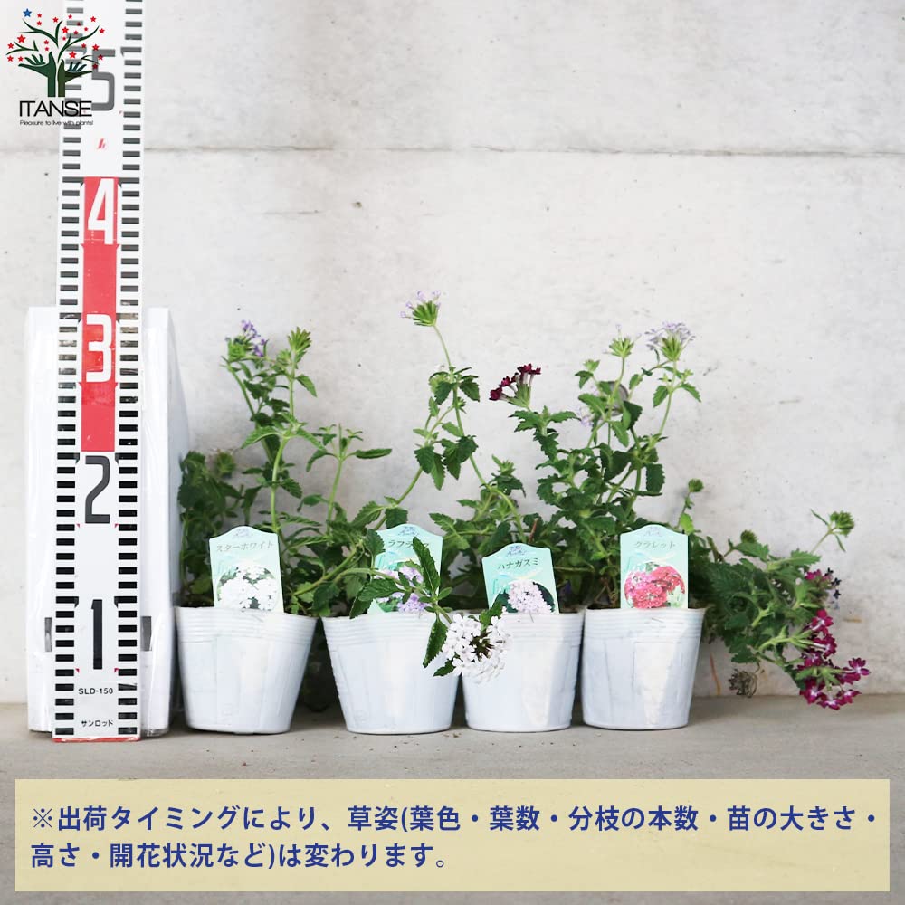 Amazon.co.jp: 宿根バーベナ 3.5号ポット苗 Aセット 4品種各2個/合計8