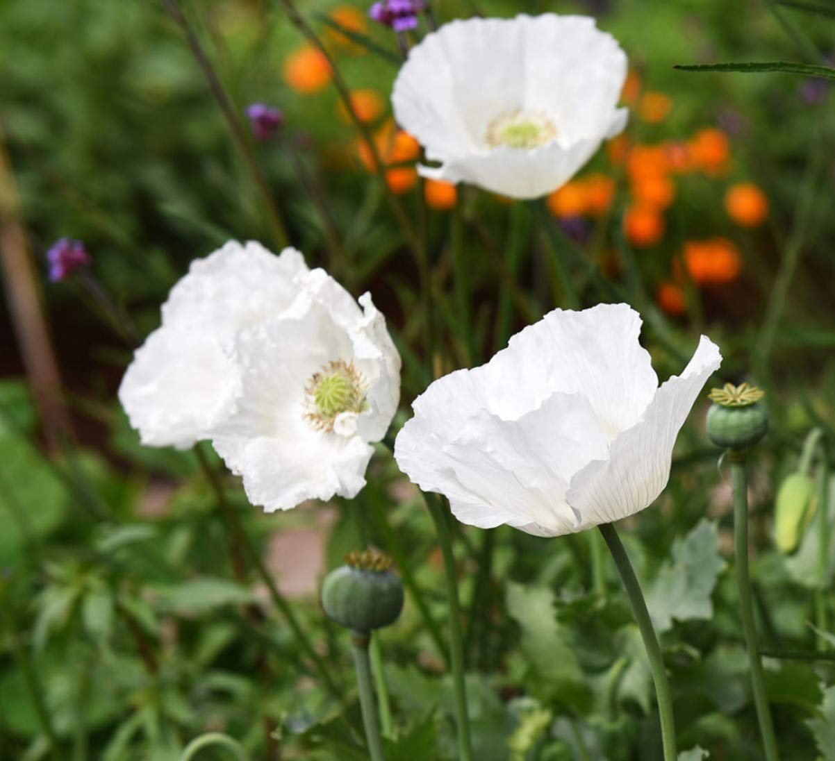 350 Papaver Poppy Sissinghurst White Seeds - 350 White Poppy Seeds