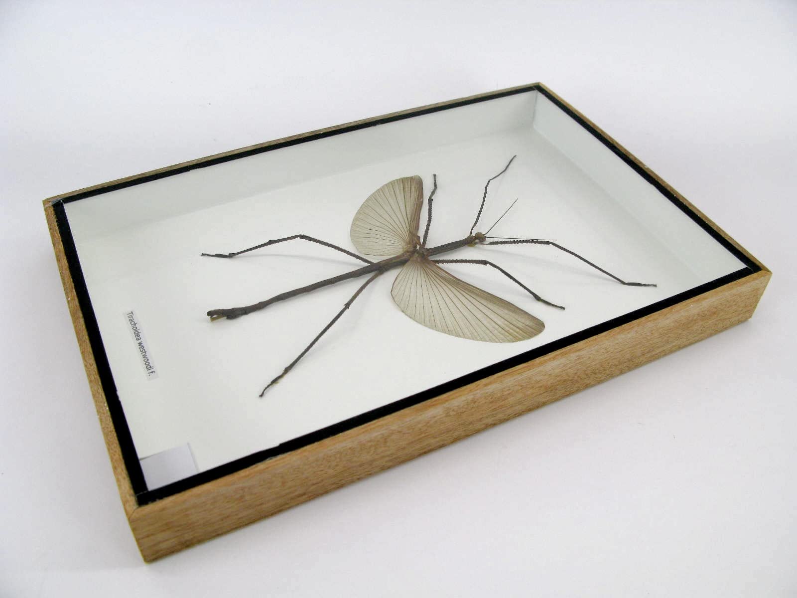 Echte präparierte und riesige Insekten, Cicaden und Krabbler im Schaukasten aus Holz hinter Glas … (Tirachoeda westwoodi m.)