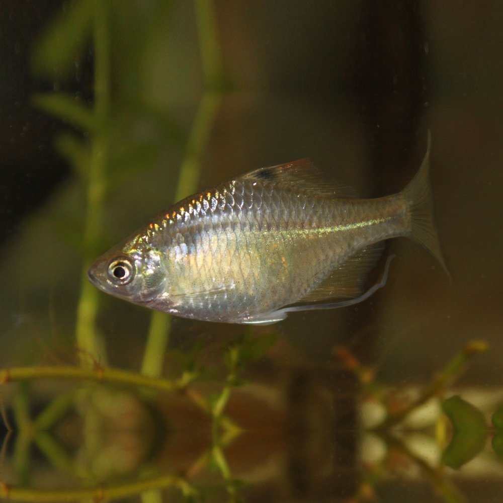Amazon | 【生体】タイリクバラタナゴ S～Mサイズ 3匹 タナゴ 川魚 