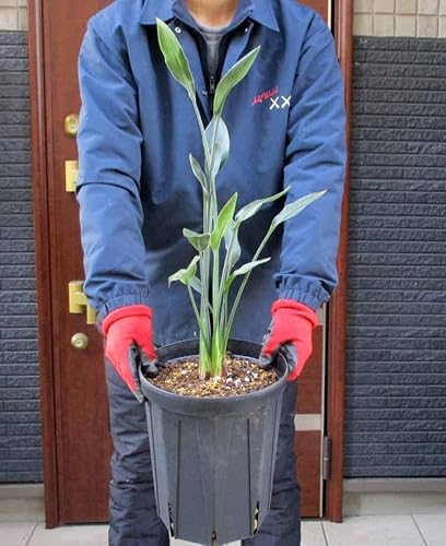 観葉植物 ストレリチア 8号」の人気商品一覧 | 安い商品を通販サイト