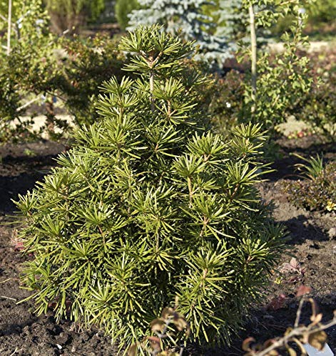 Japanische Schirmtanne 80-100cm - Sciadopitys verticillata - lebende Gartenpflanze aus den Baumschulen