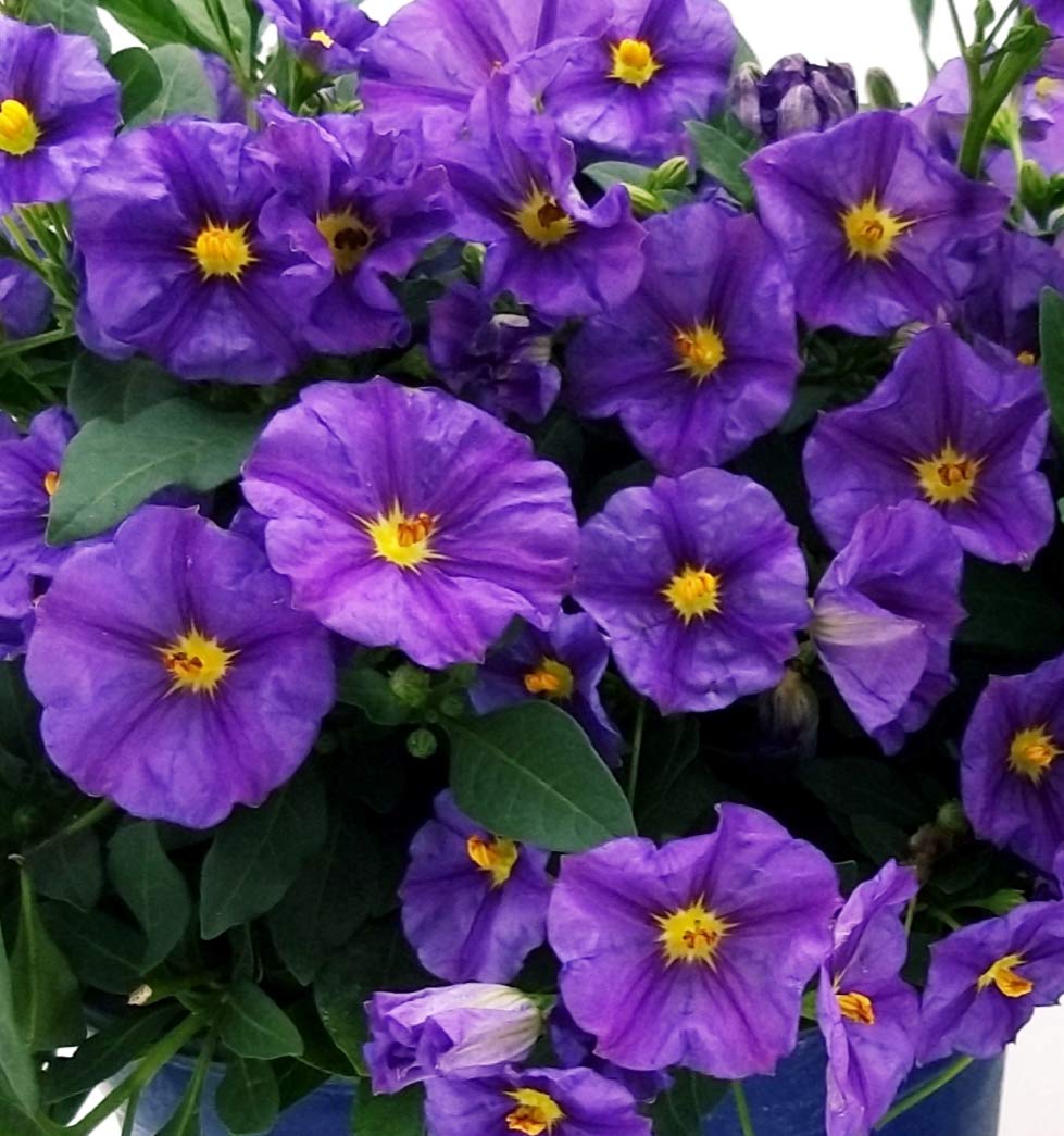 POWERS TO FLOWERS - SOLANUM RANTONETTI, 2 PIANTE, vaso 14 cm, piante vere
