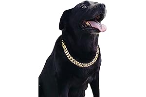 Gold Chain Dog Collar for Pitbull