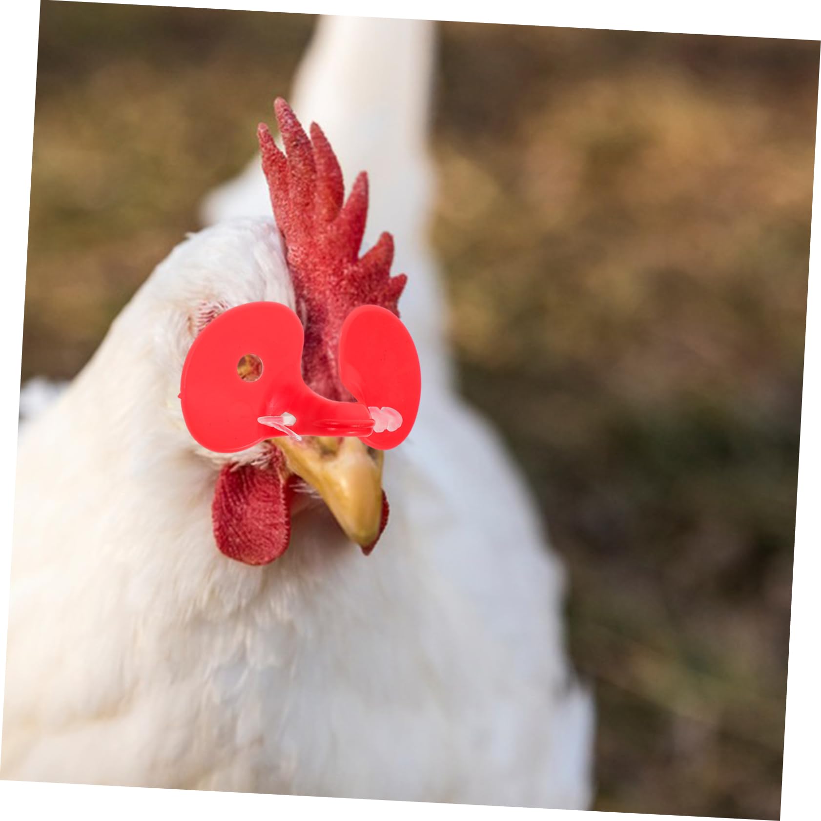 Sarini Hühnergläser, ohne Binden, Hühnerbrille, Anti-Peck-Augenmaske, Hühnerbrille, Geflügel, Peeper-Gläser für Huhn, Ente und Gans, Rot, 50 Stück