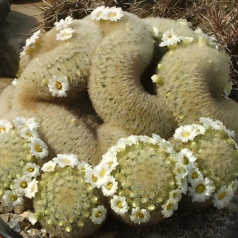 Mammillaria Cristata Golden Brain Cactus Live Plant | Rare Crested Cactus Plant | Live Cactus in 2.5 Inch Pot | Ideal for Collectors & Modern Home Décor
