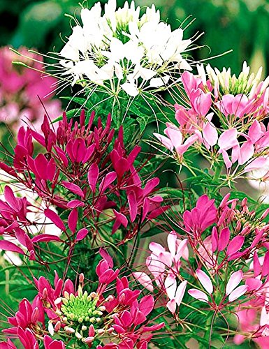 Aero Seeds Cleome Spinosa Mix Color 50 Seeds