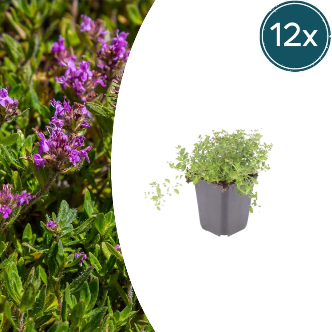 Thymus serpyllum Pflanzenset – 6 kräftige Sand-Thymian Pflanzen Ø9cm – Duftender Bodendecker für sonnige Standorte – Winterharte Kriechpflanze