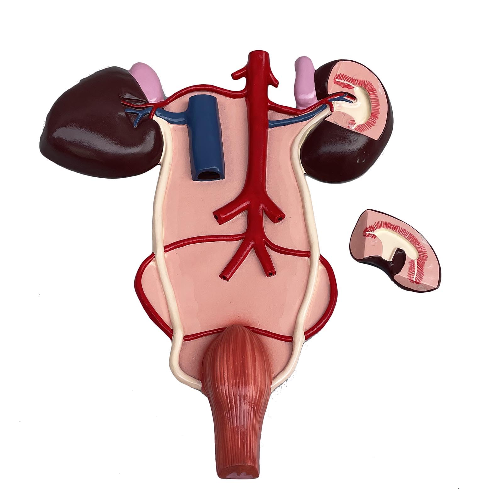 Yrqmgsf Red Horse Kidney And Urinary Model Horse Kidney And Urinary Structure Model Anatomy Teaching Aids
