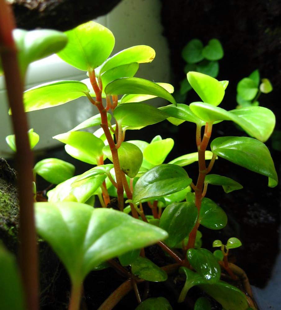 Amazon.com : Cypress Peperomia - Peperomia Glabella - Easy