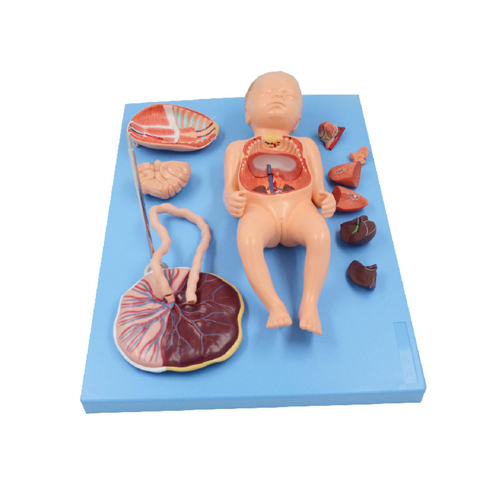 Anatomiczny model narządów noworodków niemowlęta pępowina brzuszna łożysko opieka płodu model anatomiczny dla klasy/uczniów materiały dydaktyczne, modele medyczne i materiały edukacyjne