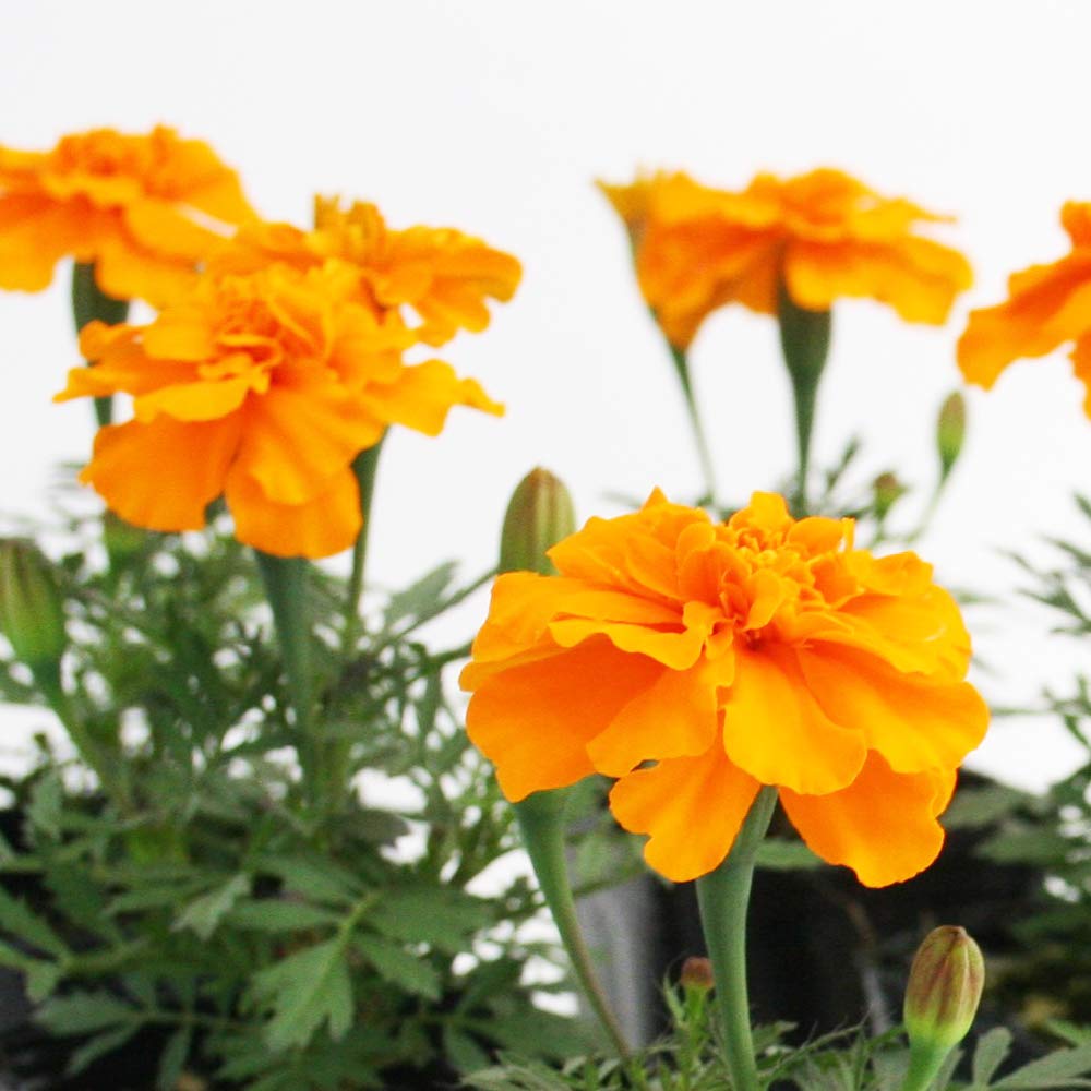 マリーゴールド Amazon｜タイ人工イエローマリーゴールド束、人工マリーゴールド