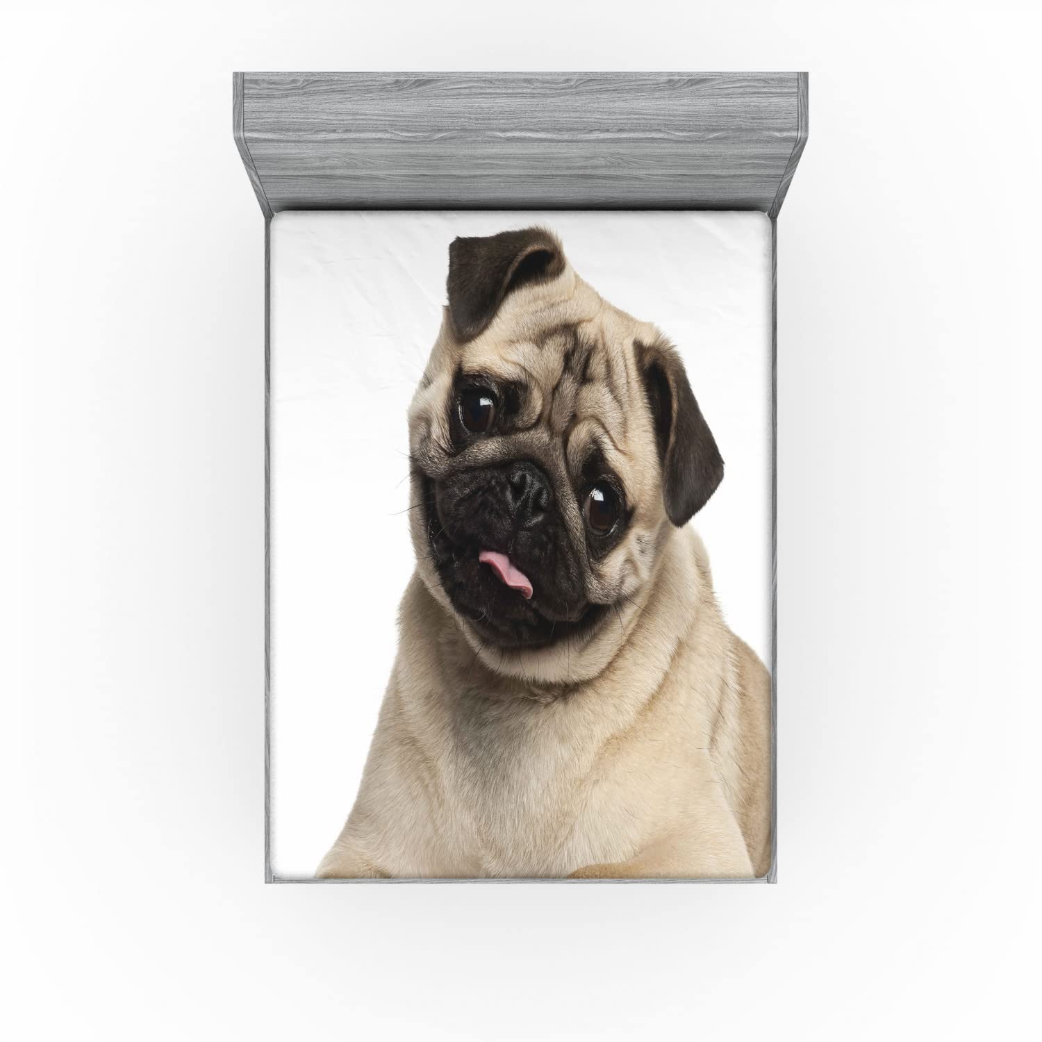 Ambesonne Pug 2 Pack Fitted Sheet, Young Puppy Lying on Floor, Bed Cover All-Round Elastic Deep Pockets 2 Pieces, Package Contains 2 Queen Size Fitted Sheets, Black Brown