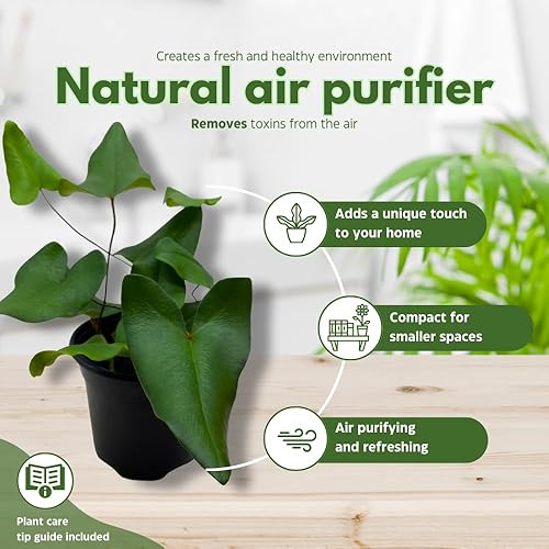 Miniatura 8 de BubbleBlooms Helecho Corazón, Hemionitis Arifolia en una hoja de corazón de maceta de 4 pulgadas, helecho lengua