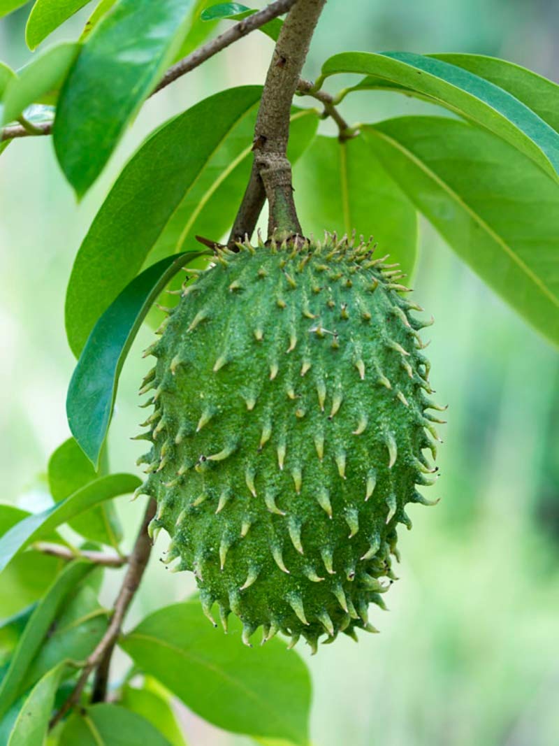 See full amazon price history chart for SHOP 360 GARDEN Annona muricata/Soursop/Laxman Phal/Graviola/Guyabano Fruit Seeds For Planting (Pack of 50 Seeds) SHOP 360 GARDEN Annona muricata/Soursop/Laxman Phal/Graviola/Guyabano Fruit Seeds For Planting (Pack of 50 Seeds) (B08D6QTPTP) Amazon Price History, Amazon Price Tracker