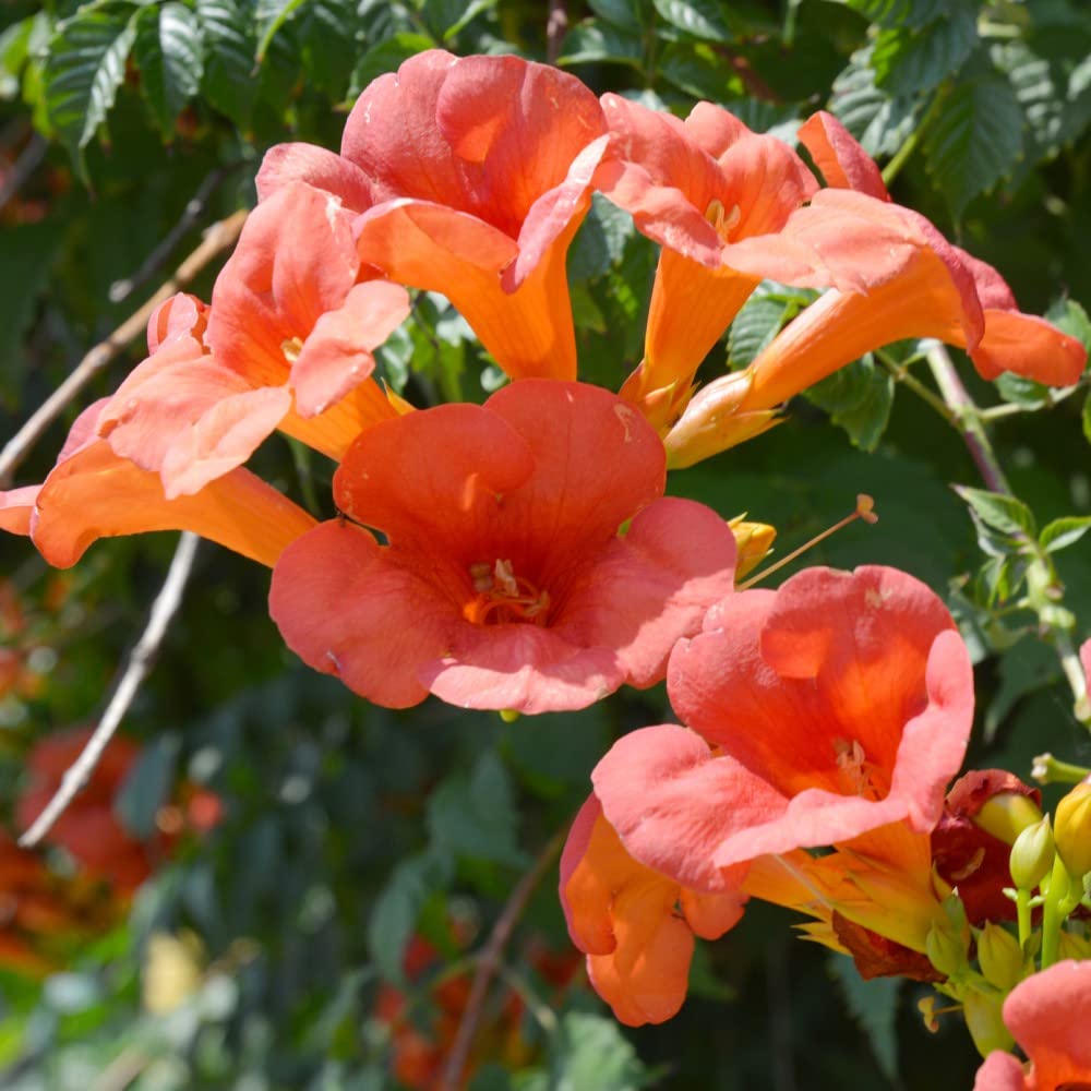 Campsis Radicans Plant Trumpet Vine Creeper Vigorous Self-Clinging Climbing Hardy Shrub Exotic Red-Orange Blooms Easy to Grow Your Own Garden Flowers 1 x 1.7-Litre Potted Plant by Thompson and Morgan
