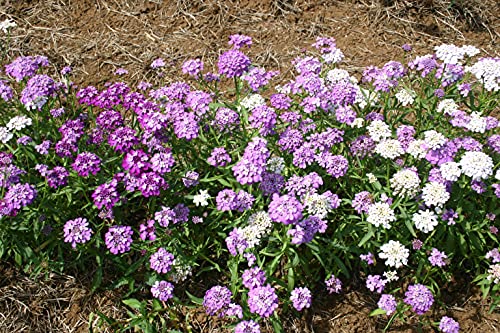 "Dwarf Fairy Mix" Candytuft Flower Seeds For Planting, 300+ Flower Seeds Per Packet, (Isla's Garden Seeds), Non Gmo & Heirloom Seeds, Scientific Name: Iberis, Great Home Garden Gift #TOP2