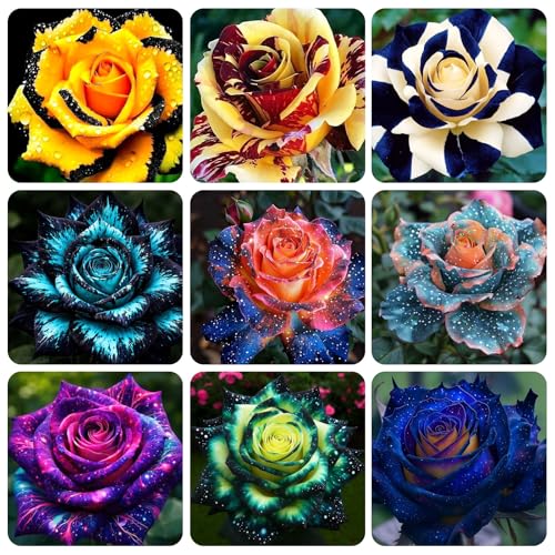 285+ USA PERMIUM Perennial Hybrid Rose Seeds for Planting Outdoor Home Garden-Beautiful Flowers Rose Open Pollinat